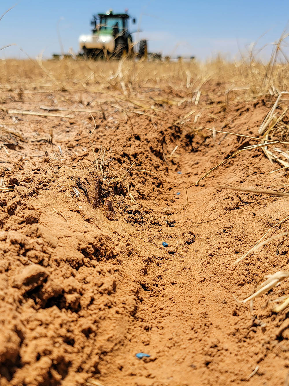 seed-calculator plains cotton growers