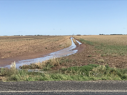 cotton field after a rain